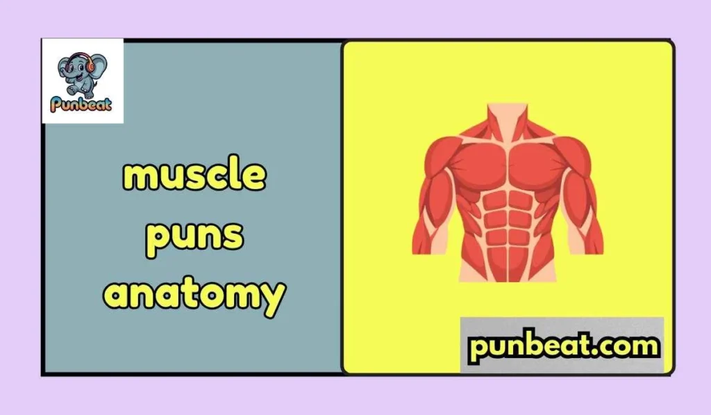 muscle puns anatomy