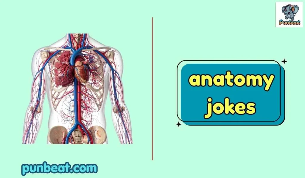 anatomy jokes