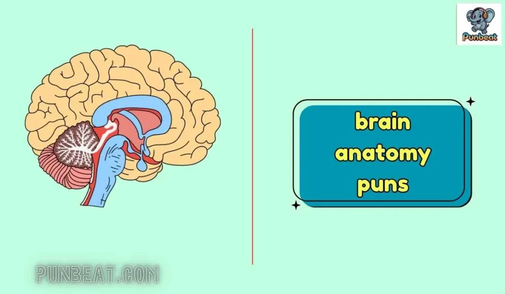 brain anatomy puns